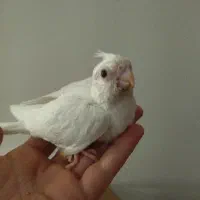 عروس هلندی شهرجم