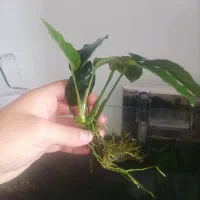 ماهی و گیاه آکواریومی|ماهی|سنندج, |دیوار