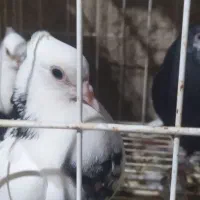 هفت جوجه کبوتر|پرنده|خورموج, |دیوار