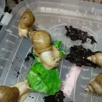 واگذاری حلزون آچاتینا فولیکا آلبینو تعدادبالا قبول