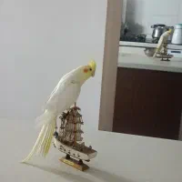 عروس هلندی|پرنده|کرمان, |دیوار