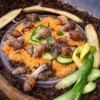 حلزون آچاتینا|خزنده|کرج, گلستان|دیوار