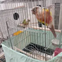 فروش گرینچیک یا گیرینچیک|پرنده|هشتگرد, شهرک بعثت|دیوار