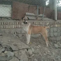 سگ گله ای فول انرژی|سگ|صحنه, |دیوار