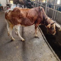 گاو تلیسه آبستن۷ماه جنگلی دودندان|حیوانات مزرعه|گلوگاه بابل (گلیا), |دیوار