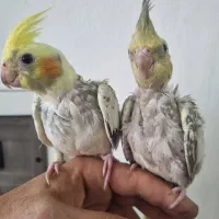 عروس هلندی دونخور فوق العاده رام ودستی|پرنده|چالوس, |دیوار