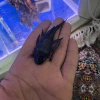 ماهی و کت پوزه بوته ای