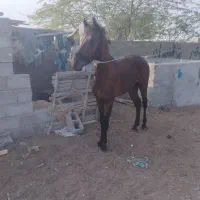 کره نریان کورسی|اسب و تجهیزات اسب‌سواری|میناب, |دیوار