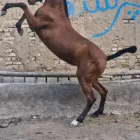 فروش کره مادیان درجه یک