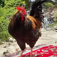 خروس