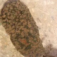 شهابسنگ|کلکسیون و سرگرمی|قم, باغ کرباسی|دیوار