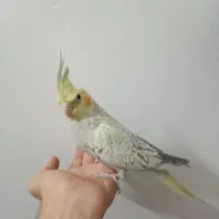 عروس هلندی|پرنده|نسیمشهر, |دیوار