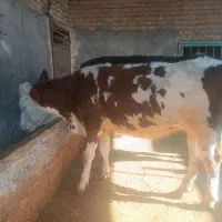 گاو همراه گوساله ماده و تلیسه آبستن