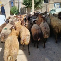 تعداد ۳۸راس گوسفند آبستن سنگین جوان شیره دار|حیوانات مزرعه|کرمانشاه, |دیوار