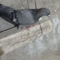 کبوتر ماده|پرنده|فارسان, |دیوار