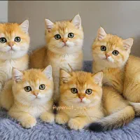 گوشه ای از بهشت/حراج گربه های چینچیلا گلد درچند کد