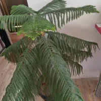 کاج طبقه ای