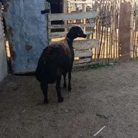 1راس میش کردستانی قوچ خورده اتوبوسی|حیوانات مزرعه|سیمین شهر, |دیوار