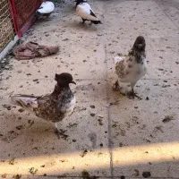 کفتر پرشی|پرنده|قم, نخودی|دیوار