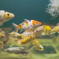 ماهی کوی مولد