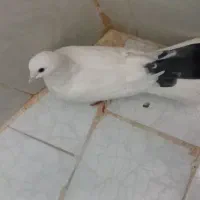 کبوتر|پرنده|مشهد, مشکینی (شهرک غرب)|دیوار