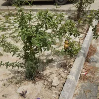 لوله بازکنی تخلیه چاه رفع نم وبو بازدید رایگان