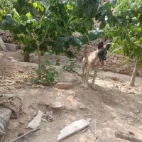 سگ مالینیوز