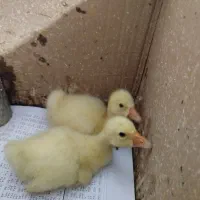 قوغاز اکراینی لیندا