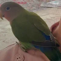 گمشده