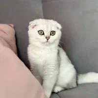 گربه های شجره خالص