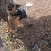 سگ پلیس نژاد آلمانی ژرمن