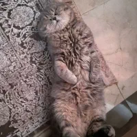 گربه اسکاتیش فولد خالص|گربه|بوکان, |دیوار