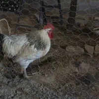 خروس جوان مرغ تخم گذار