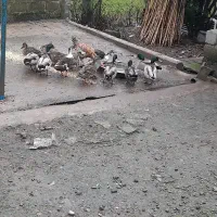 اردک نمه ای.|حیوانات مزرعه|رودبنه, |دیوار