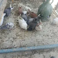 10تا کفترغریبگیری