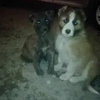 توله افغان دوماه نروماده