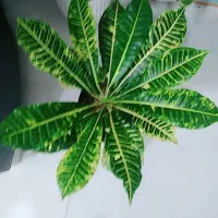 گل زاموفیلیا،سانسوریا،آگلونما،کروتون