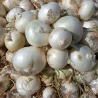 فروش پیاز سفید