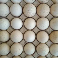 تخم مرغ بوقلمون