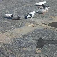 ۵تا کبوتر فروشی|پرنده|بجنورد, |دیوار