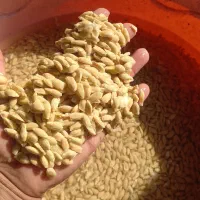 خریدار نارنج و هسته نارنج|خدمات باغبانی و درختکاری|گرگان, |دیوار