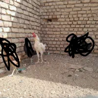 مرغ و خروس لاری و گردن لخت