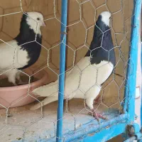 ۵ عدد طوقی سیاه ماده پاک