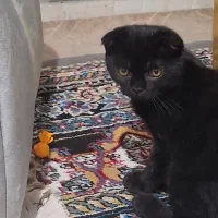 گربه اسکاتیش فولد