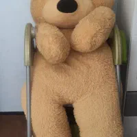 خرس شاسخین