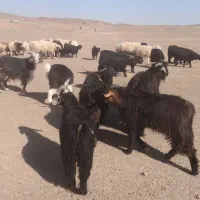 بره و بزغاله چاق سبک|حیوانات مزرعه|قائن, |دیوار