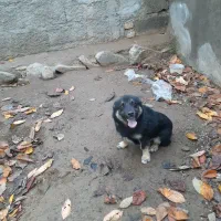 سک گرگی پاکوتاه|سگ|گرمی, |دیوار