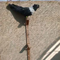 کله‌جارجی|پرنده|تربت جام, میان جام|دیوار