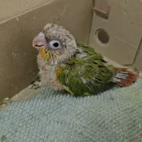 گرینچیک|پرنده|ری, علایین|دیوار