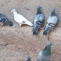 کبوتر پرشی|پرنده|سبزوار, قصبه شرقی|دیوار